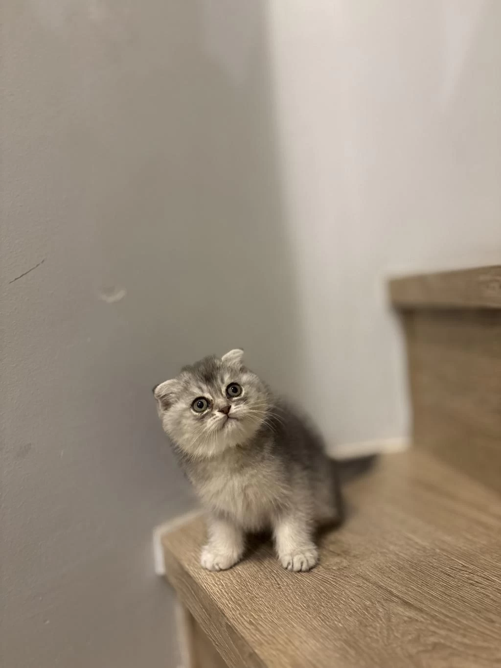 Scottish Fold Sevimli Yavrular