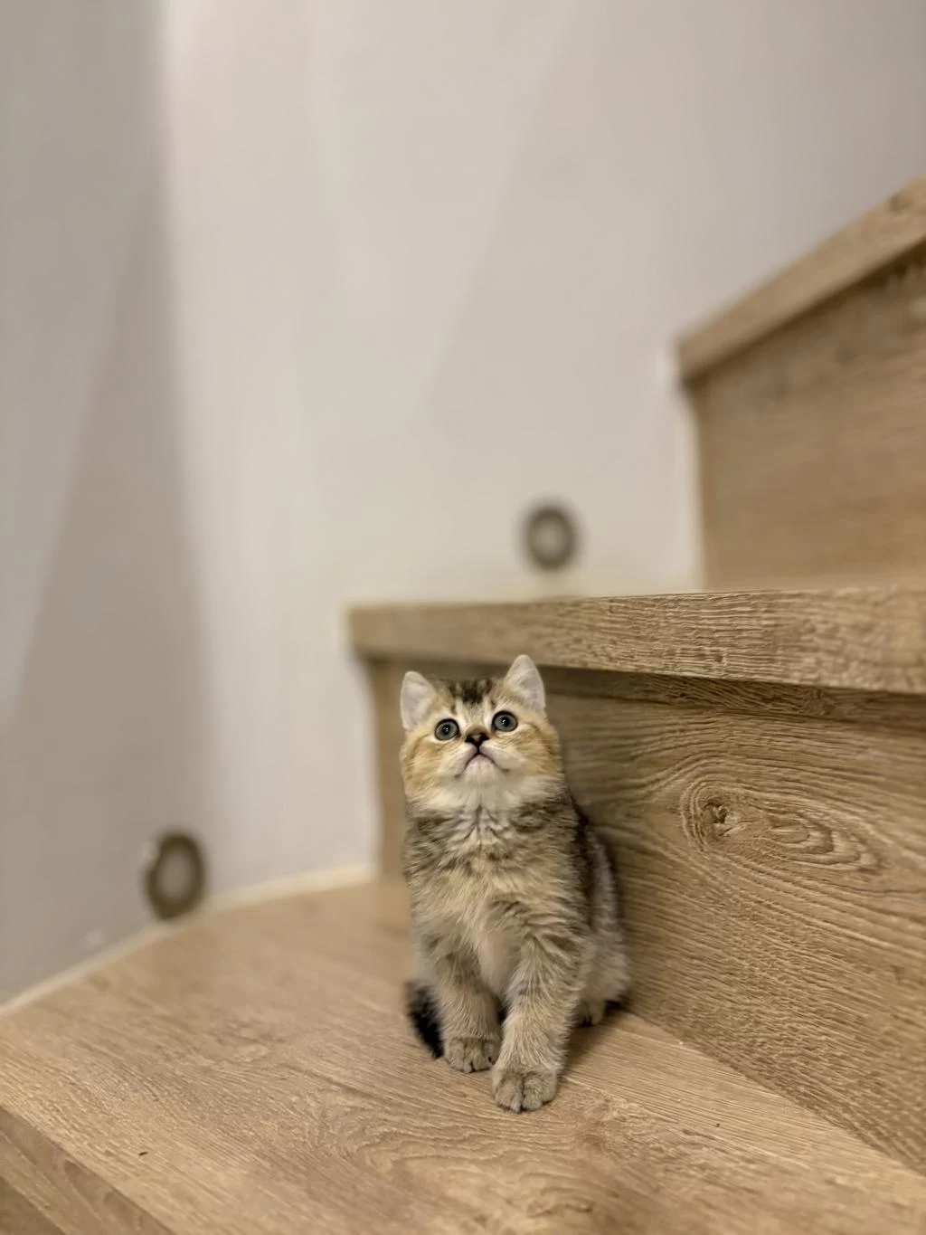British Shorthair Golden Yavrularim