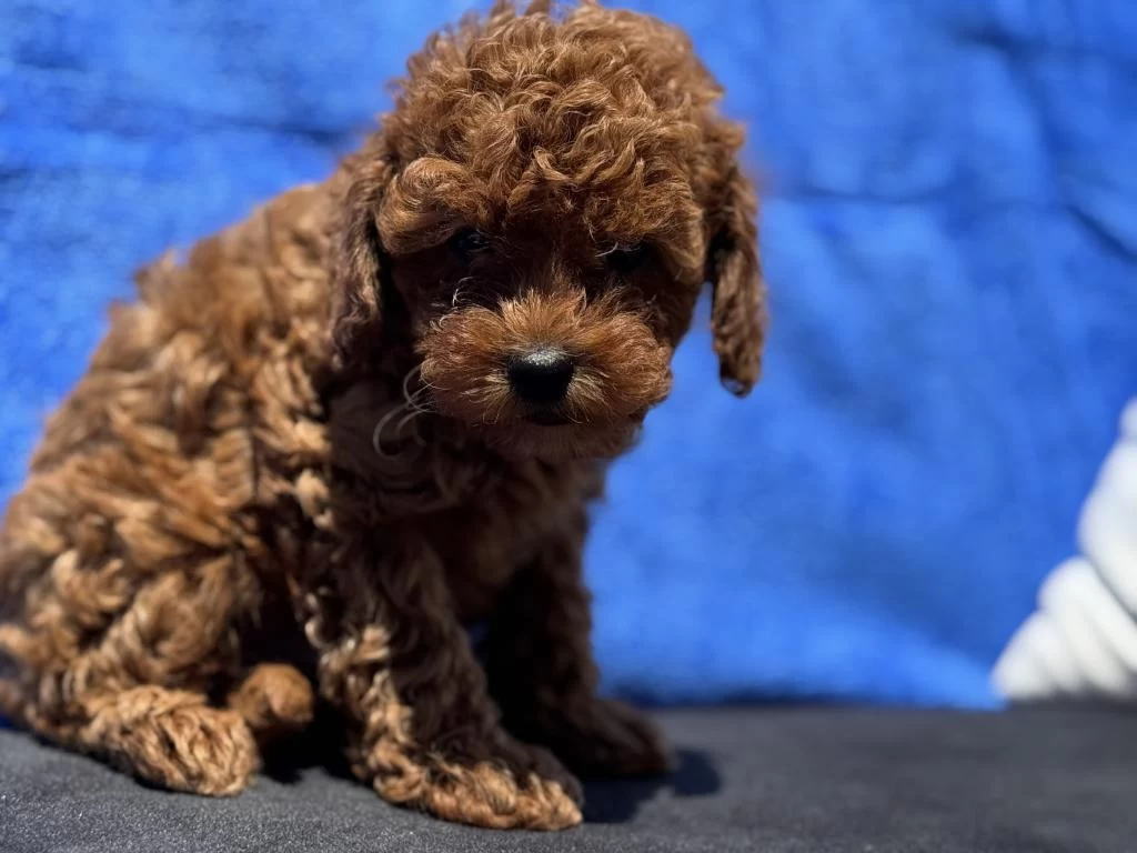 Kalite Ve Güvenin Adresi Petmode Den Toy Poodle