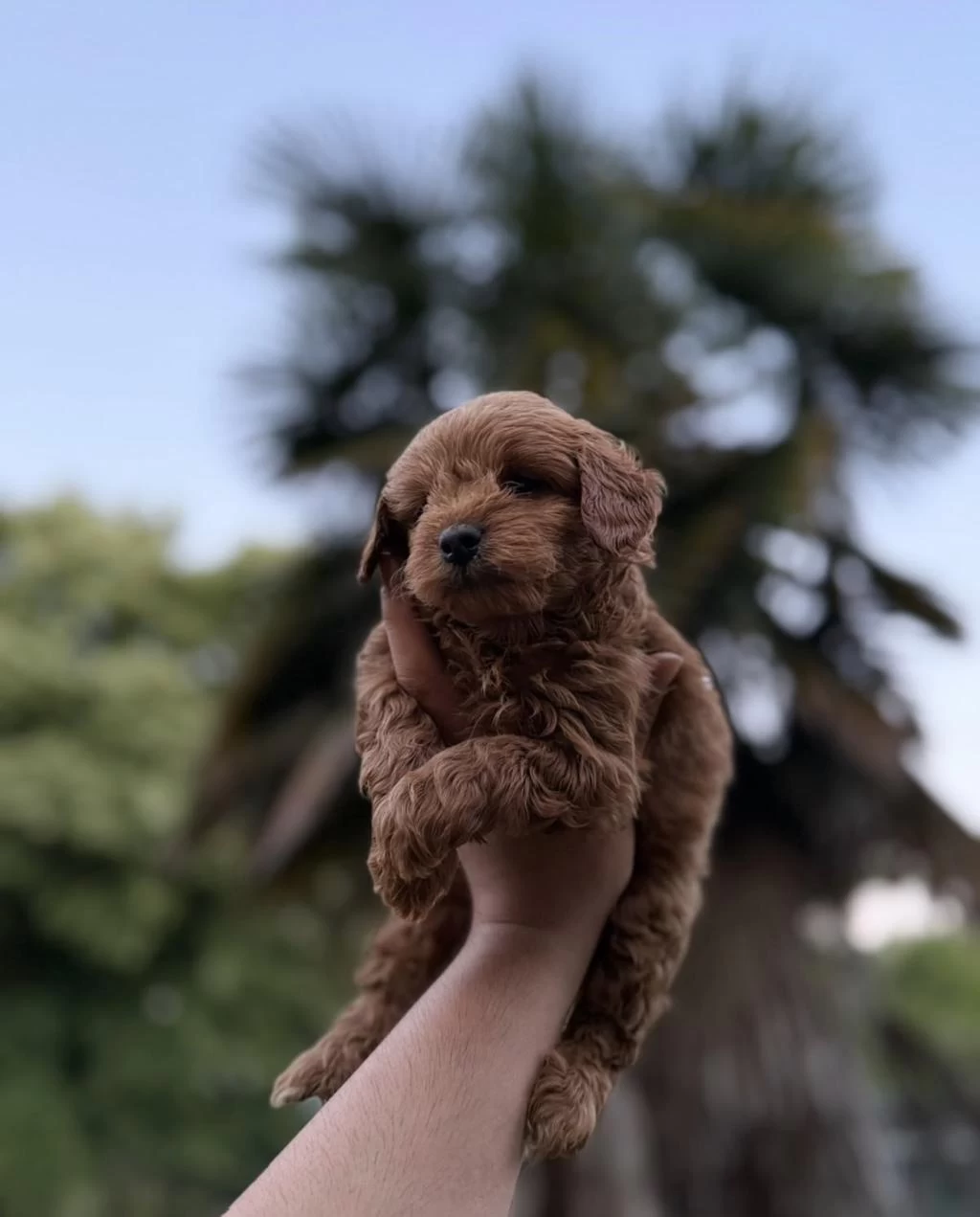 Harika Maltipoo Dişi
