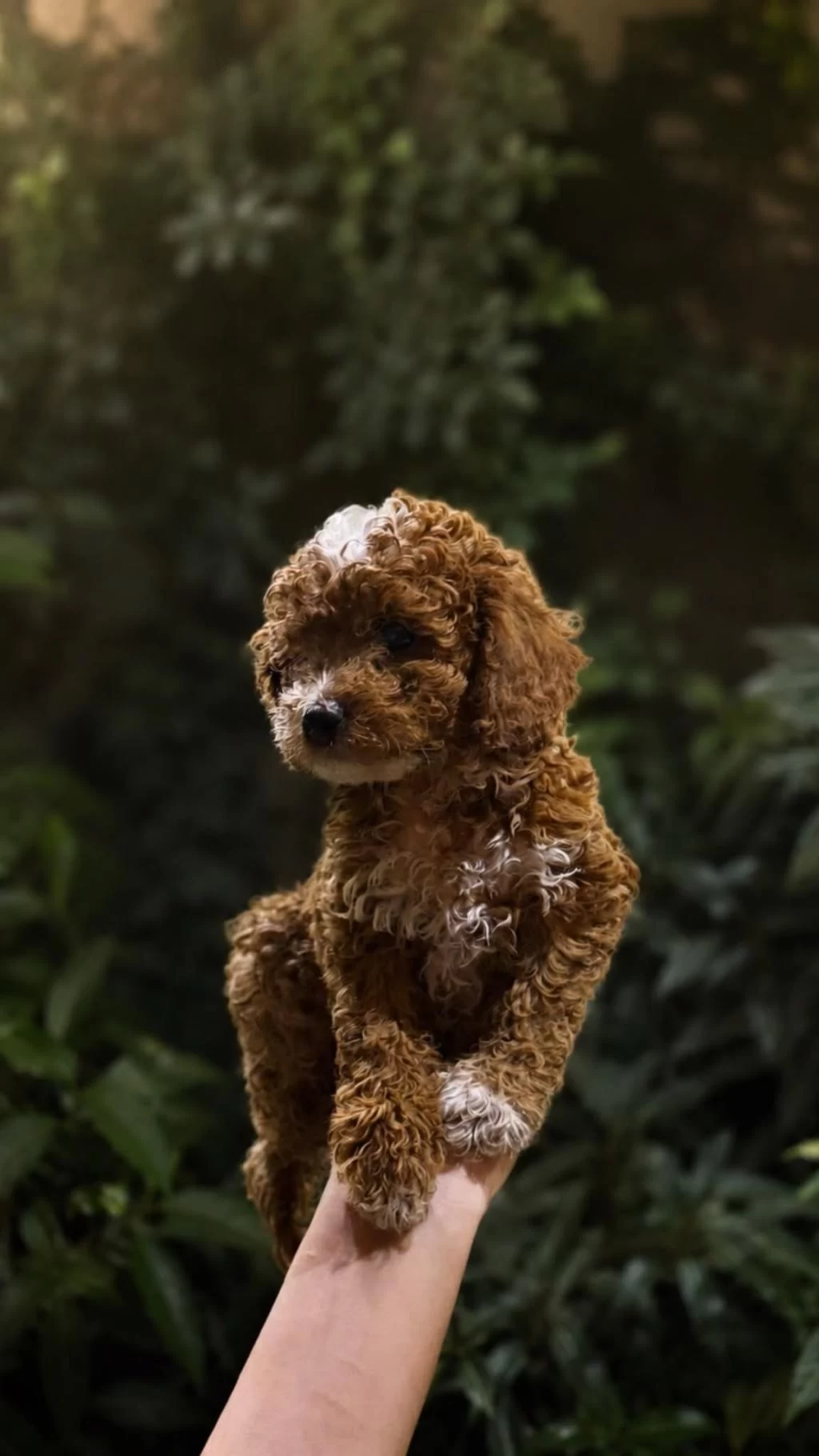 Toypoodle Dişi/erkek