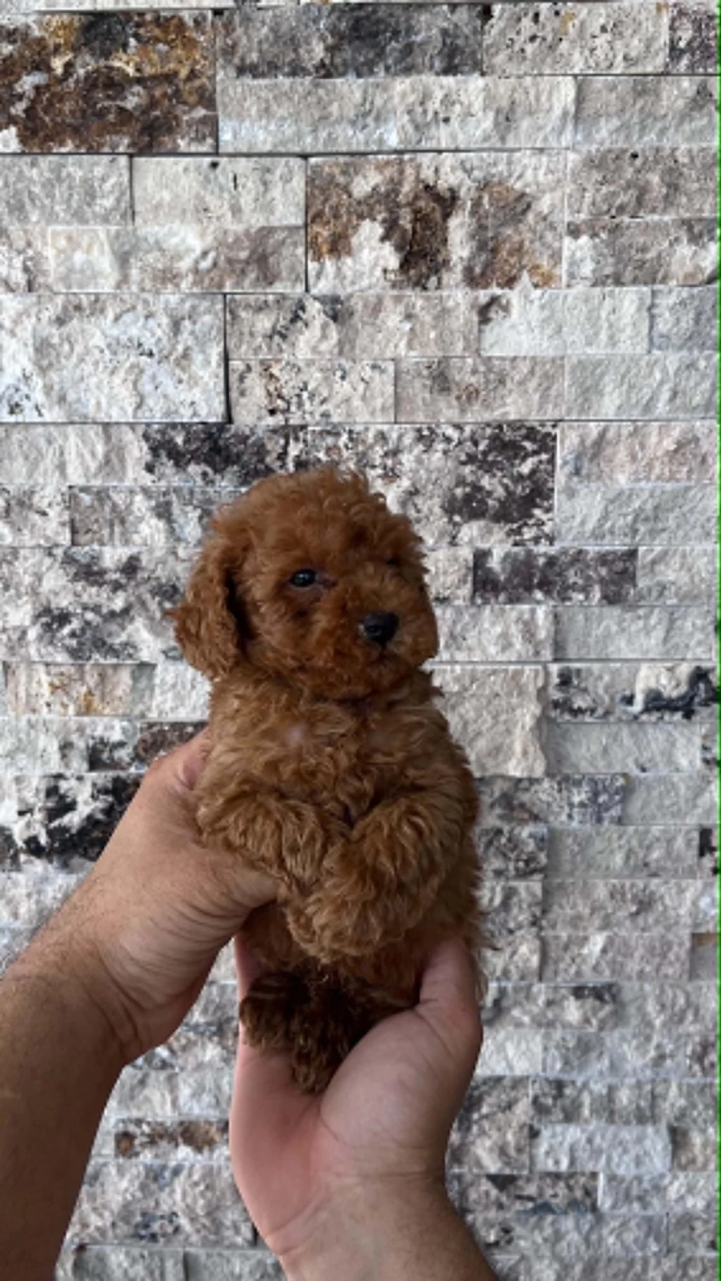İrk Sağlik Ve Kilo Garantili Red Poodle Yavrular