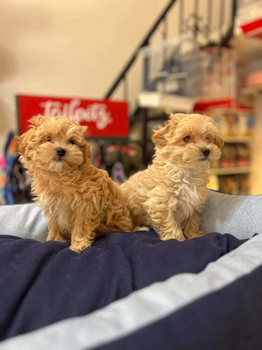 Tüy Dökmeyen Hipoalerjenik Teacup Maltipoo Yavrular
