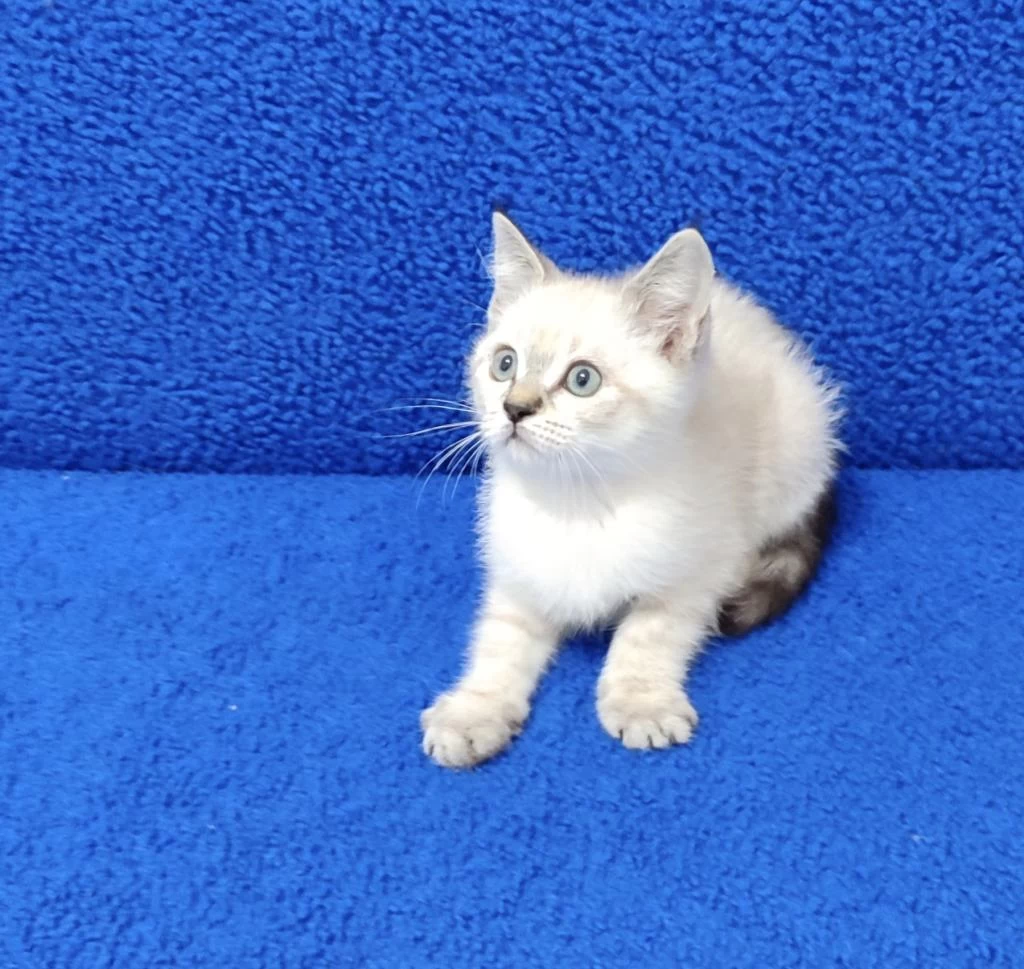 Lynx Point Ponçik Yeni Yuvalarina Gitmeye Hazir