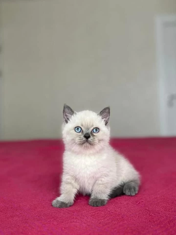 British Shorthair Yavrular