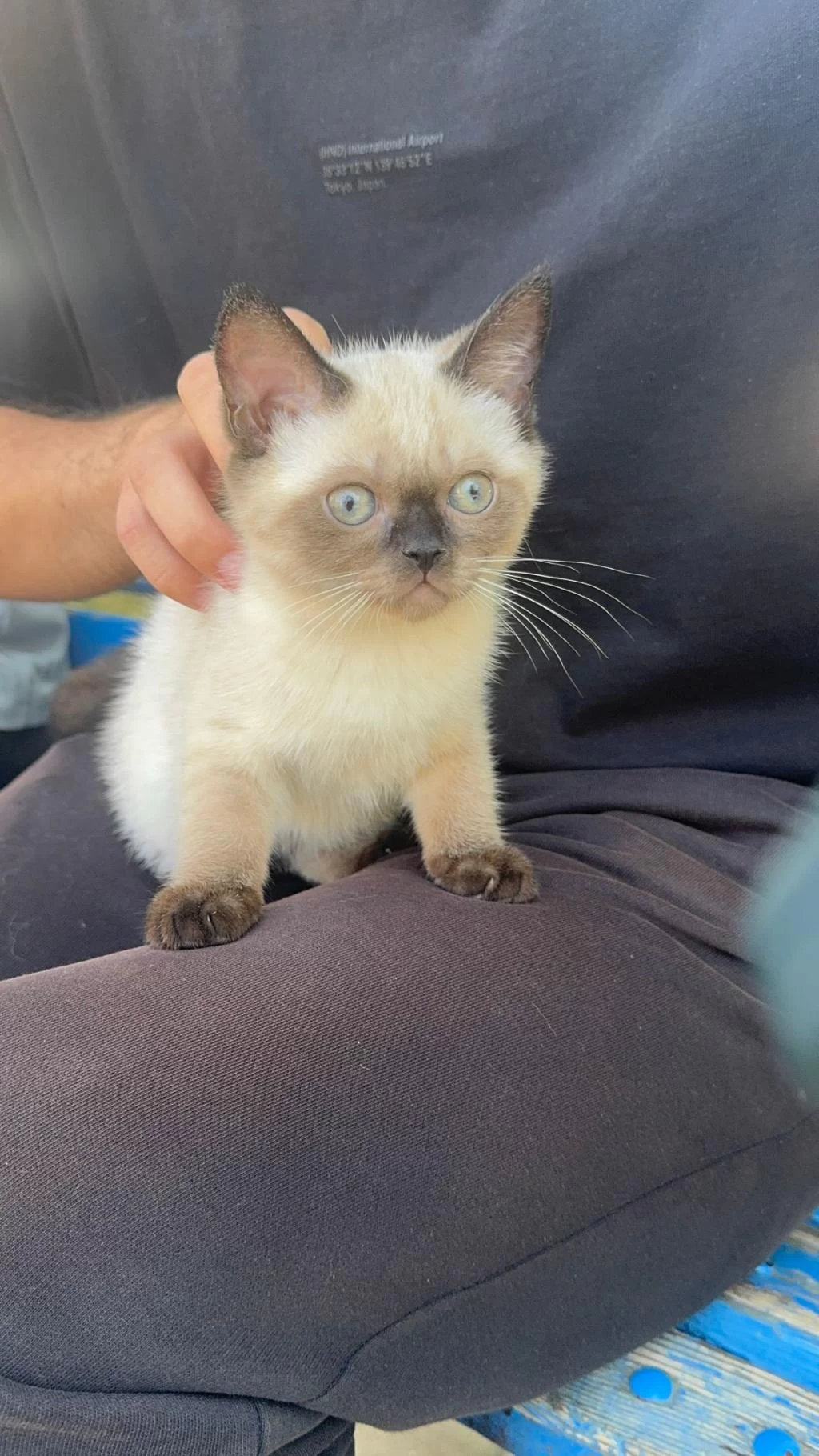 Sağlıklı Siyam Kedisi Bebek