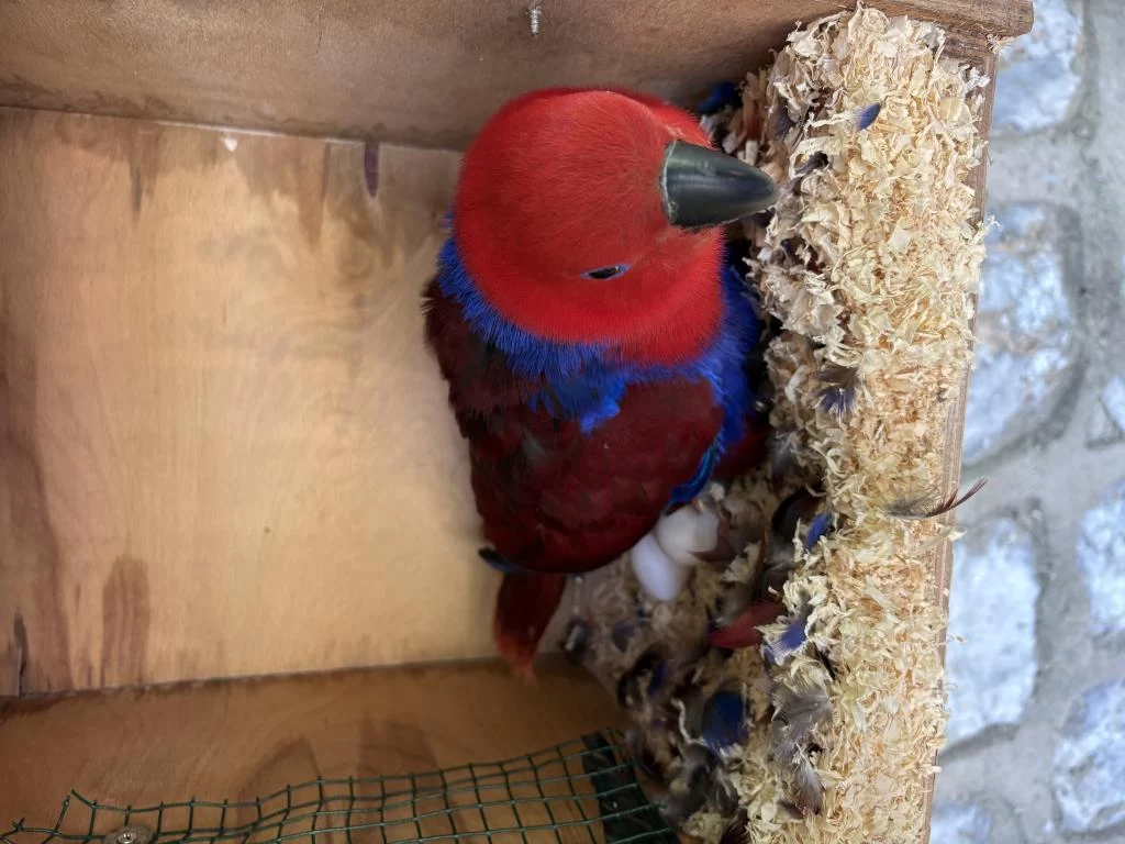 Resmi Belgeli Yavru Veren Konuşan Eclectus Çift Papağanı