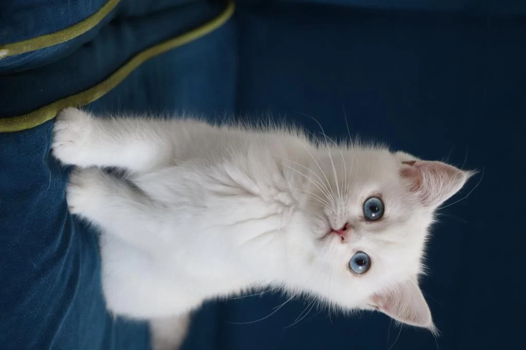Safkan British Shorthair Kardeşler