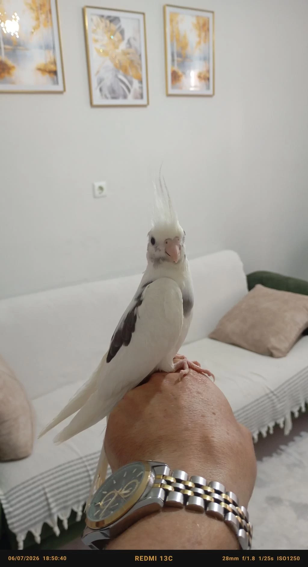 Uyguna Evde Baktığım Kuşlarımın Yavruları