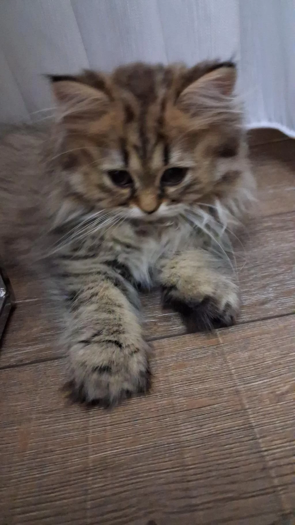 2.5 Aylık Dişi British Longhair