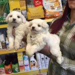 Export Lisansl Kar Beyaz Maltese Terrier Yavrular