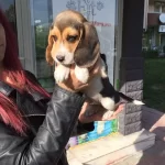 Three Color Elizabeth Beagle Yavruları 100 Safkan