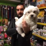 Tea Cup Kar Beyaz Maltese Terrer Yavruları