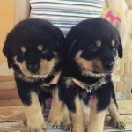 Secereli Anne Babadan Rottweiler Yavrularımız Dog Academy