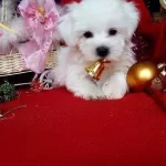 Irk Garantili Maltese Terrier Yavruları