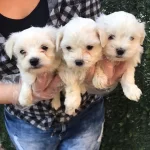 Tea Cup Kar Beyaz Maltese Terrier Yavrular Magazamızda