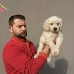 Irk Garanti̇li̇ Golden Yavruları…