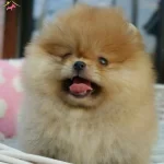 Teddy Bear Boo Pomeranian Garantili