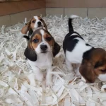 Beagle Yavruları Akkuş Üreti̇m Çi̇ftli̇ği̇nden