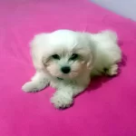 Pamuk Seker Maltese Terrier Yavrularımız