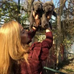 Muhtesem Blue Cane Corso Yavrularımız