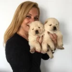 Irk Garantili Mukemmel Chow Chow Yavrularımız