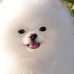 Pomeranian Boo Yavrular Yeni Sahiplerine Gitmeye Hazırlar