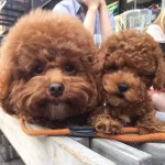 Toy Poodle Safkan Yavrularımız Nadir Renkler