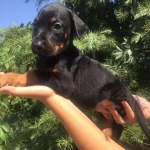 King Doberman Mukemmel Yavrularımız