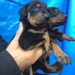 Irk Garantili Mukemmel King Doberman Yavrularımız