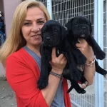 Dev Gibi Mukemmel Cane Corso Yavrularımız