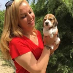 Uc Renk Harika Beagle Yavrularımız