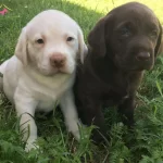 Labrador Retriever Yavrularımiz Dog Academy