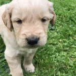 Golden Retriever Yavrularımiz Dog Academy