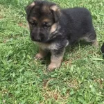 Alman Kurdu Yavrularımiz Dog Academy