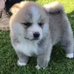 Japon Akita Inu Yavrularımiz Dog Academy