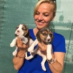 Irk Garantili Uc Renk Beagle Yavrularımız