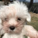 Maltese Yavrularımız Sizlerle