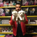 Tea Cup Kar Beyaz Maltese Terrer Yavrularımiz