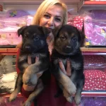 Düşük Bel Mükemmel Alman Kurdu Yavrularımız