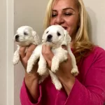 Pamuk Seker Maltese Terrier Yavrularımız