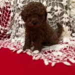 Sevimli Seker Gibi Toy Poodle Yavrularımız