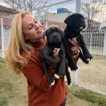 Irk Garantili Muhtesem Cane Corso Yavrularımız