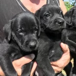 Siyah Sarı Ve Cikolata Labrador Yavrularımız