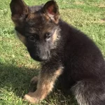 Anne Baba Secereli Alman Kurdu Yavrularımız