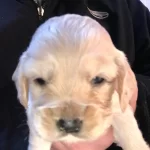 Baby Face Golden Retriever Yavrularımız