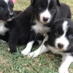 Border Coli Yavrularımız