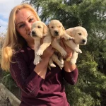 Irk Garantili Mukemmel Golden Retriever Yavrularımız