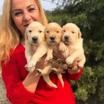 Irk Garantili Mükemmel Golden Retriever Yavrularımız