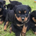 Disi Rottweiler Yavrularımız